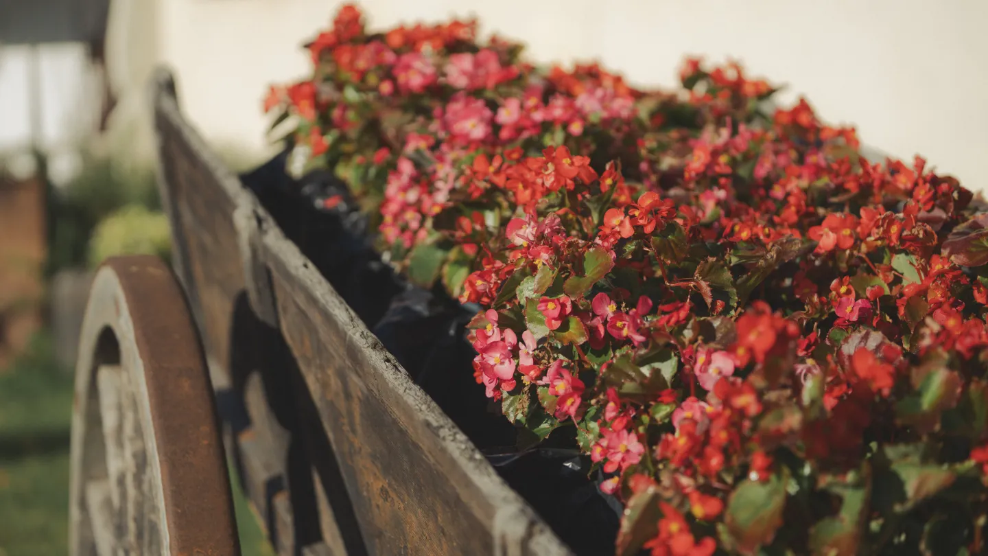 Blommor ute